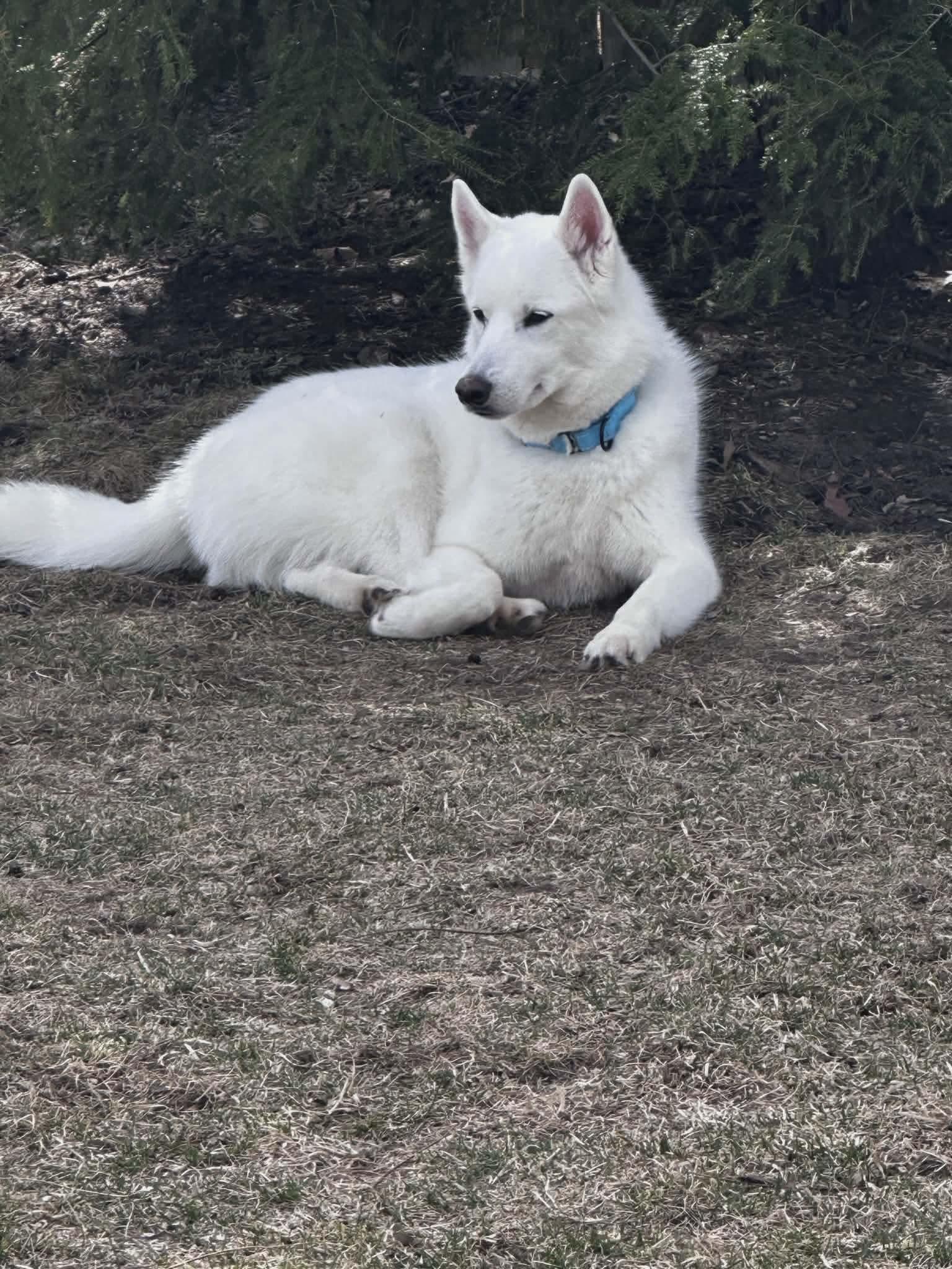 Cody, adopted, Adult Male Siberian Husky.