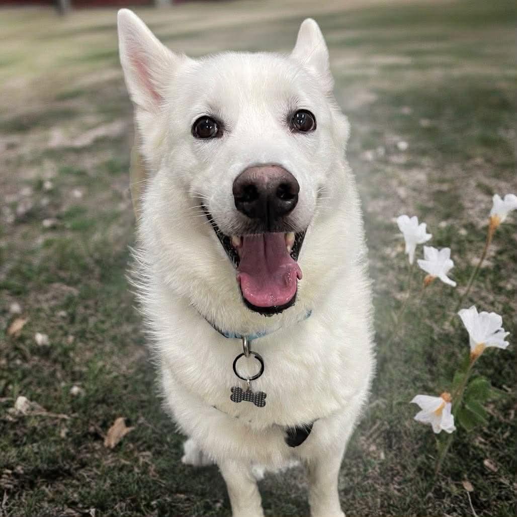 Cody, an adopted Siberian Husky in La Motte, IA image 2/6