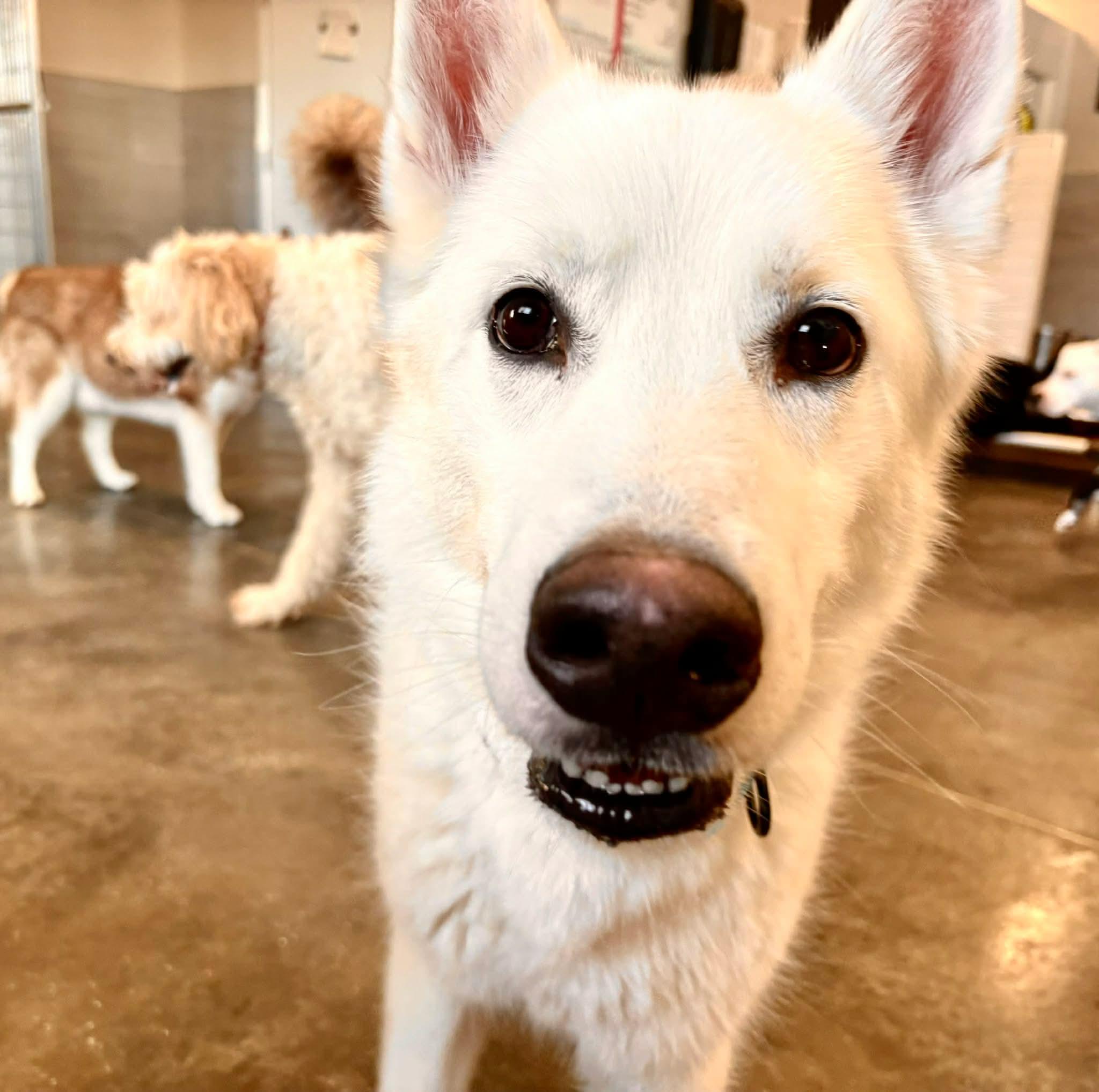 Cody, an adopted Siberian Husky in La Motte, IA image 3/6