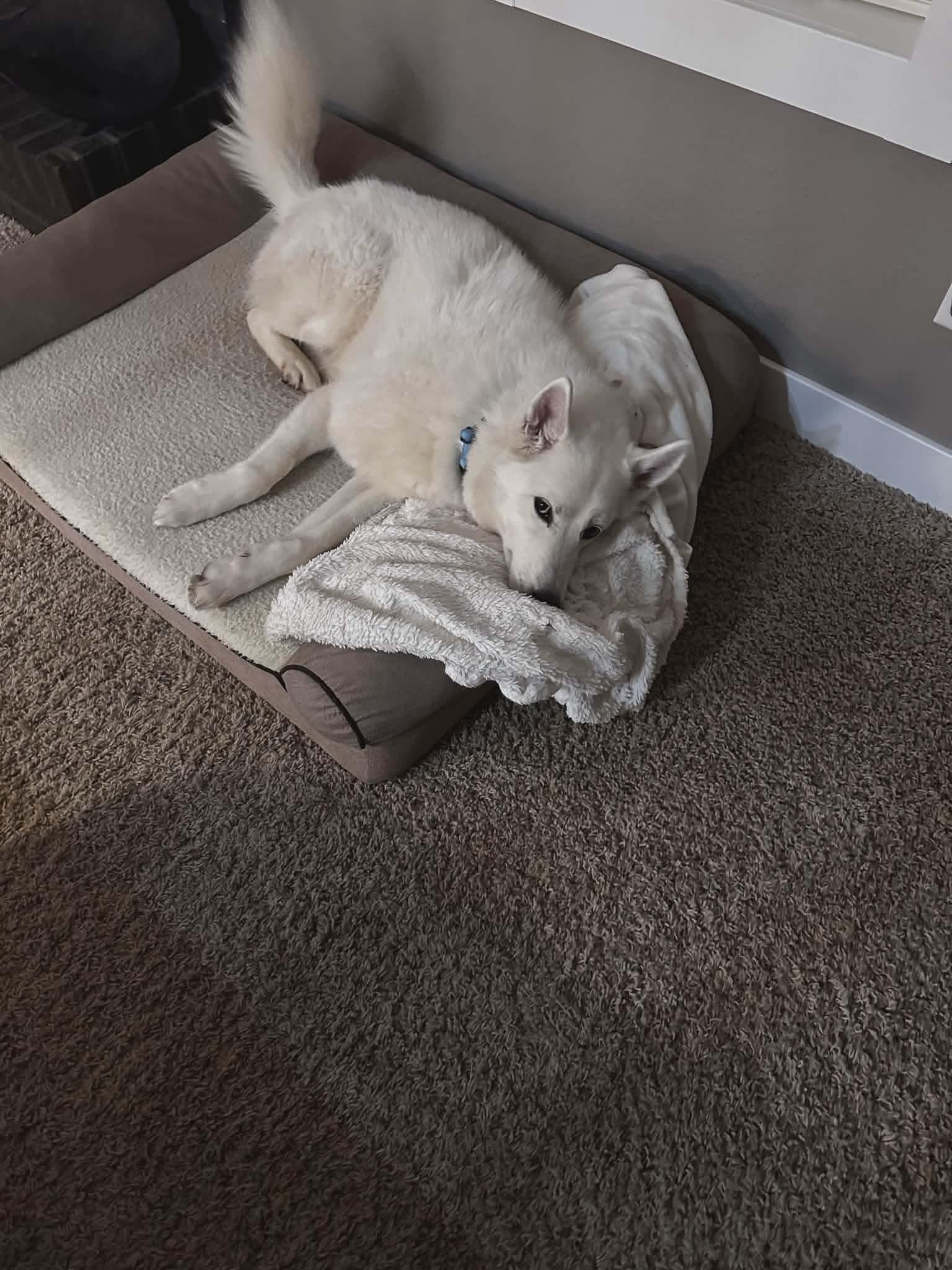 Cody, an adopted Siberian Husky in La Motte, IA image 5/6