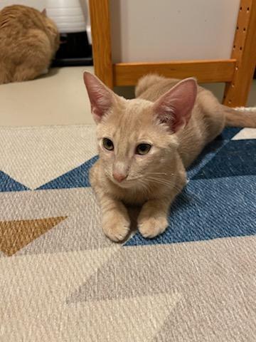 Kirby, Adoptable, Young Male Tabby.