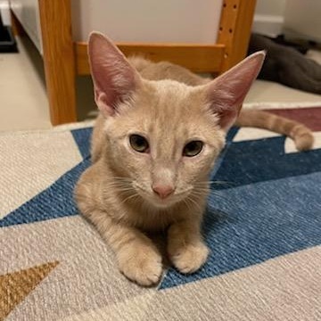 Kirby, a Adoptable mixed breed in Spring, TX image 2/4