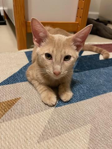 Enlarge Kirby, a Adoptable mixed breed in Katy, TX image 2/4
