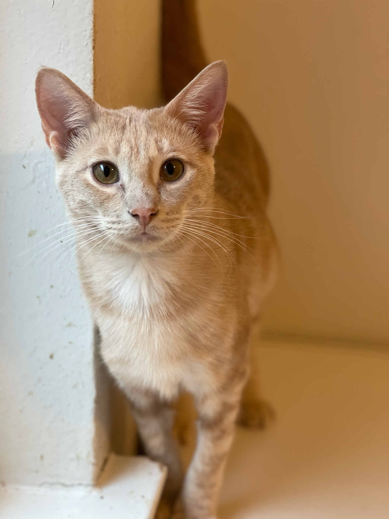 Enlarge Kirby, a Adoptable mixed breed in Katy, TX image 4/4