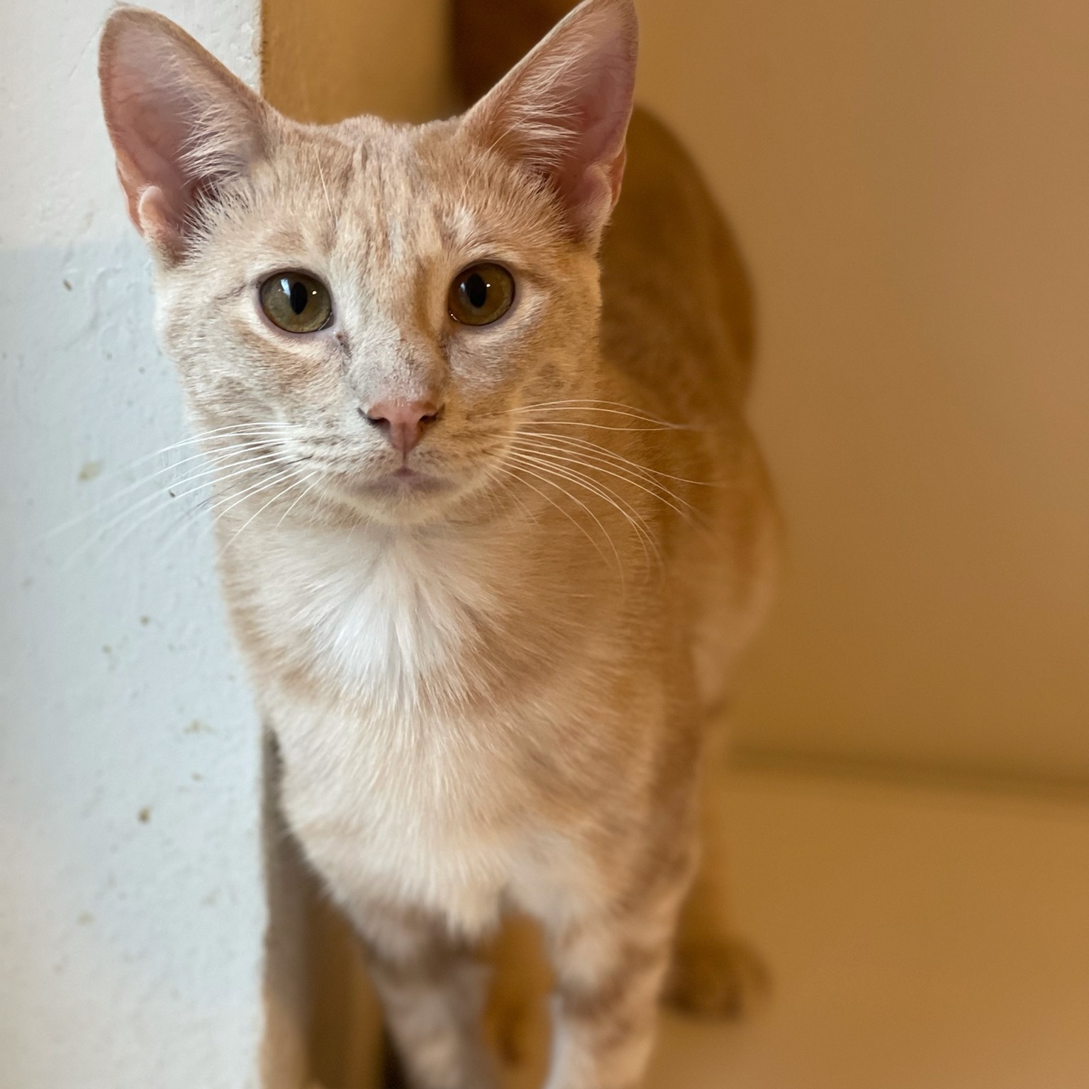 Kirby, a Adoptable mixed breed in Spring, TX image 4/4