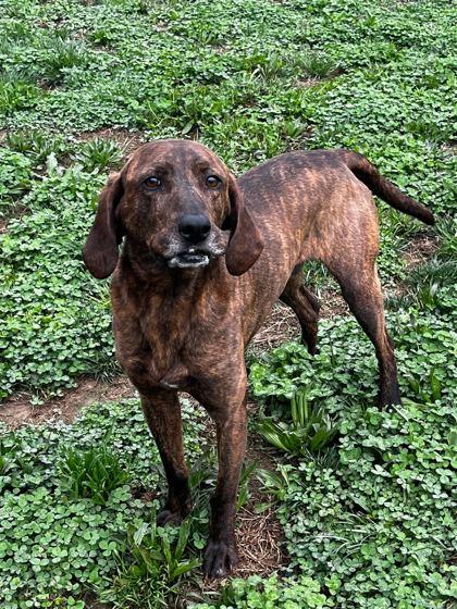 Enlarge Granada, a Adoptable mixed breed in Sevierville, TN image 1/3
