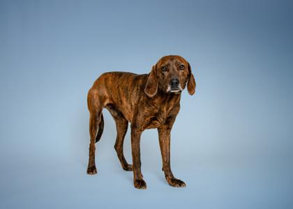 Enlarge Granada, a Adoptable mixed breed in Sevierville, TN image 2/3