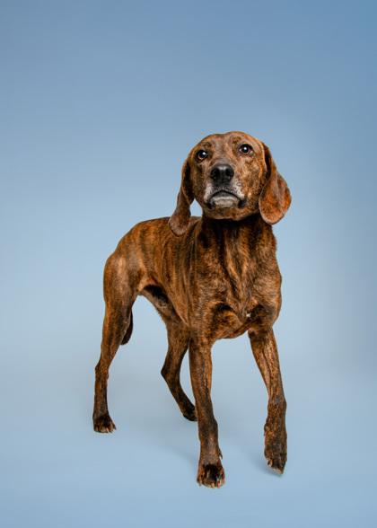 Enlarge Granada, a Adoptable mixed breed in Sevierville, TN image 3/3