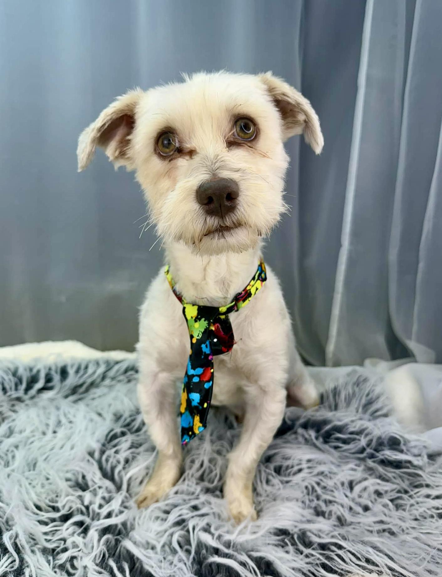 Enlarge Kip, a Adoptable mixed breed in Hartford, CT image 2/6