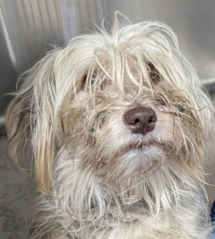 Enlarge Kip, a Adoptable mixed breed in Hartford, CT image 1/6