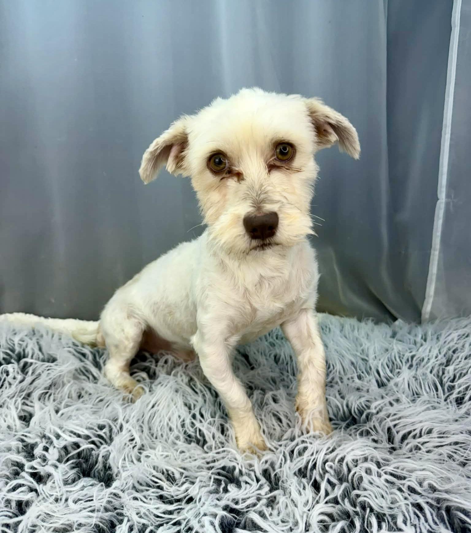 Enlarge Kip, a Adoptable mixed breed in Hartford, CT image 5/6