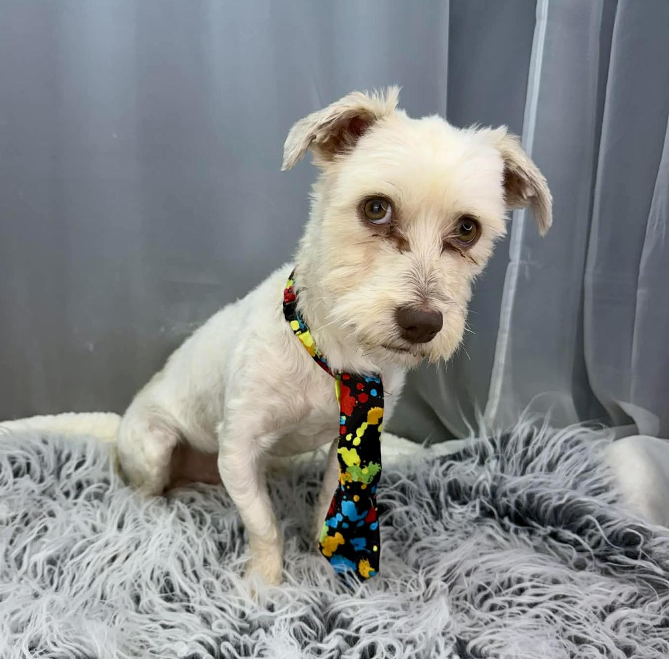 Enlarge Kip, a Adoptable mixed breed in Hartford, CT image 4/6