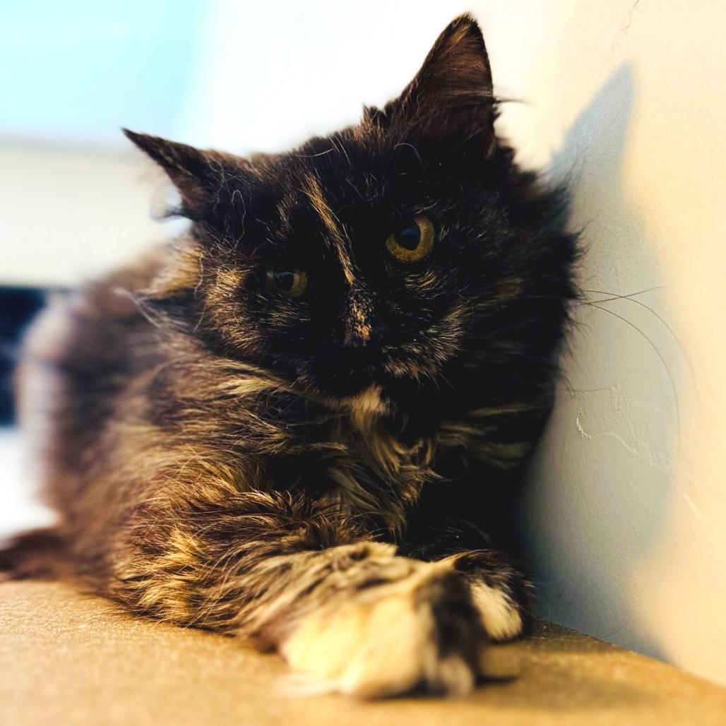 Enlarge Sugar, a Adoptable Domestic Long Hair in Green Bay, WI image 1/2