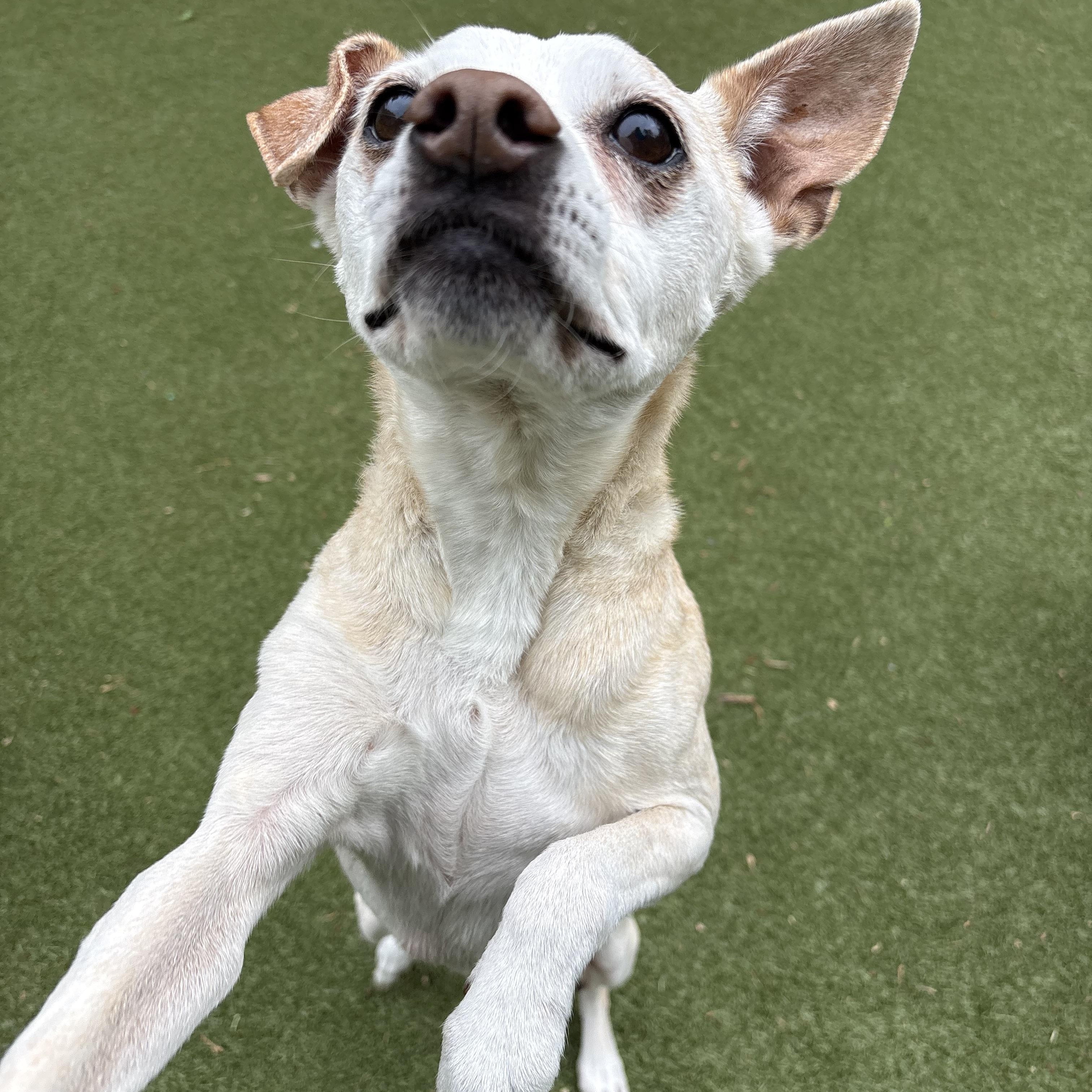 Bo , a ADOPTABLE mixed breed in Chesapeake Beach, MD image 5/6