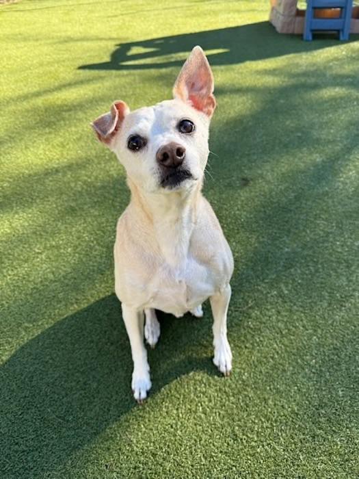 Bo , a ADOPTABLE mixed breed in Chesapeake Beach, MD image 3/6