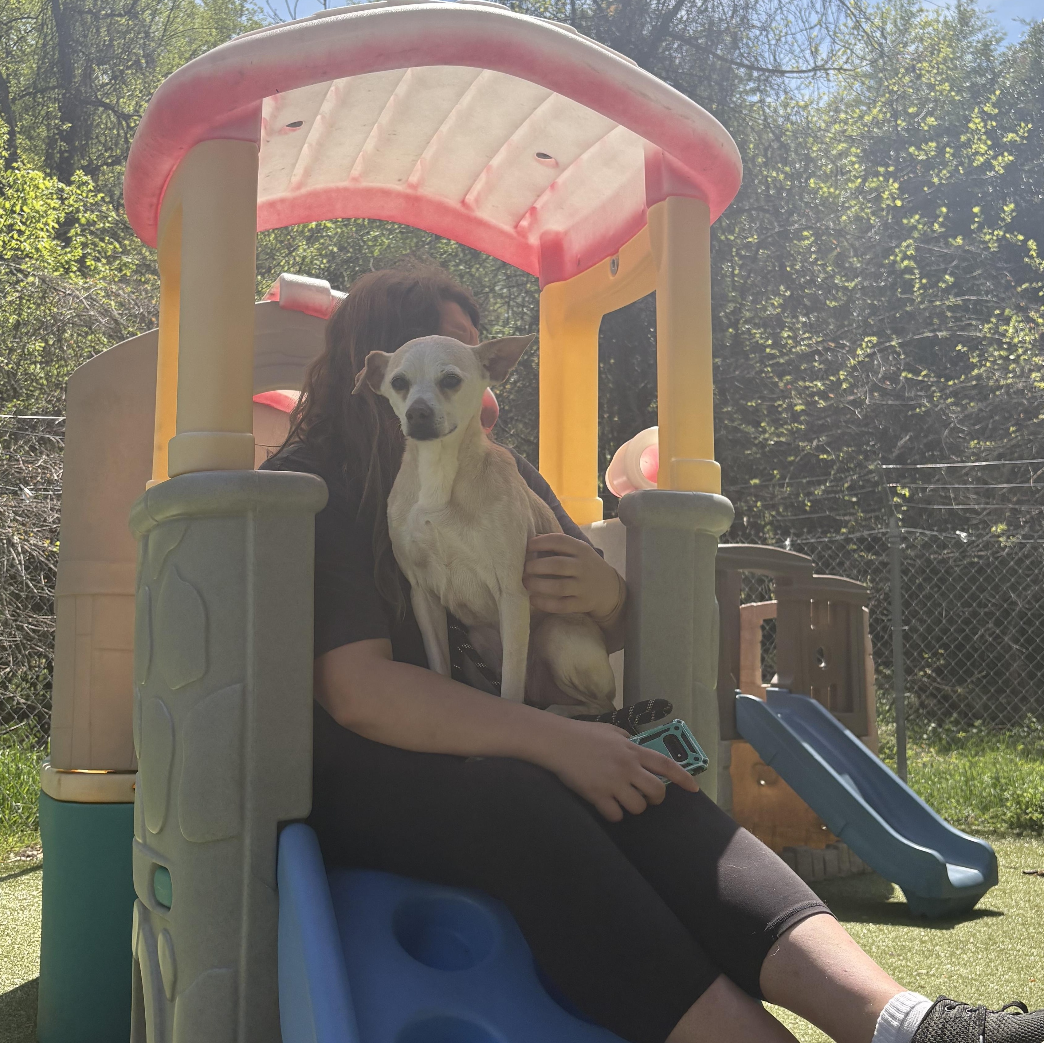 Bo , a ADOPTABLE mixed breed in Chesapeake Beach, MD image 6/6