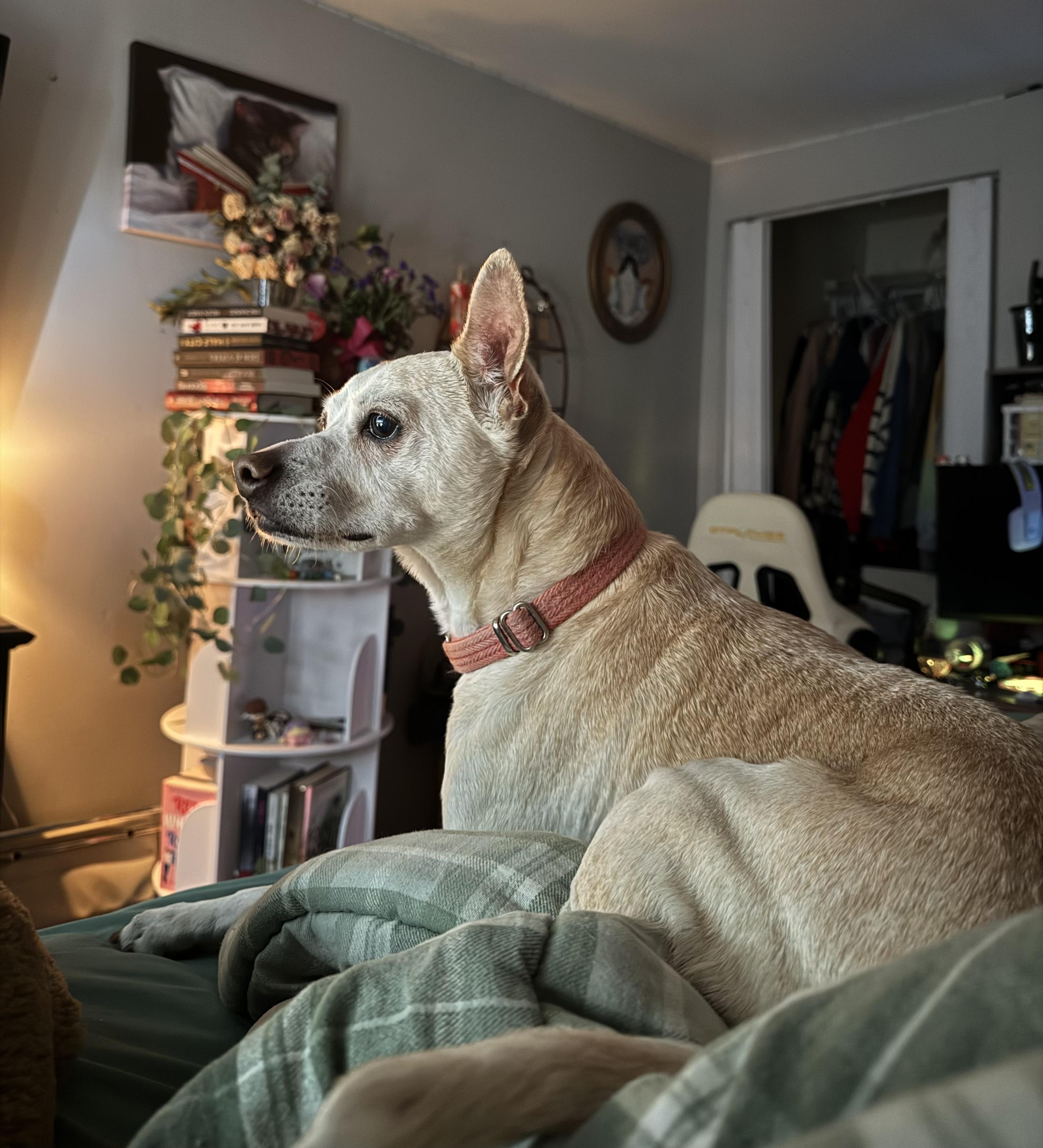 Bo , a ADOPTABLE mixed breed in Chesapeake Beach, MD image 2/6