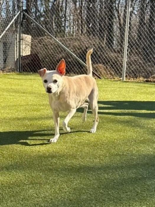 Bo , a ADOPTABLE mixed breed in Chesapeake Beach, MD image 1/6