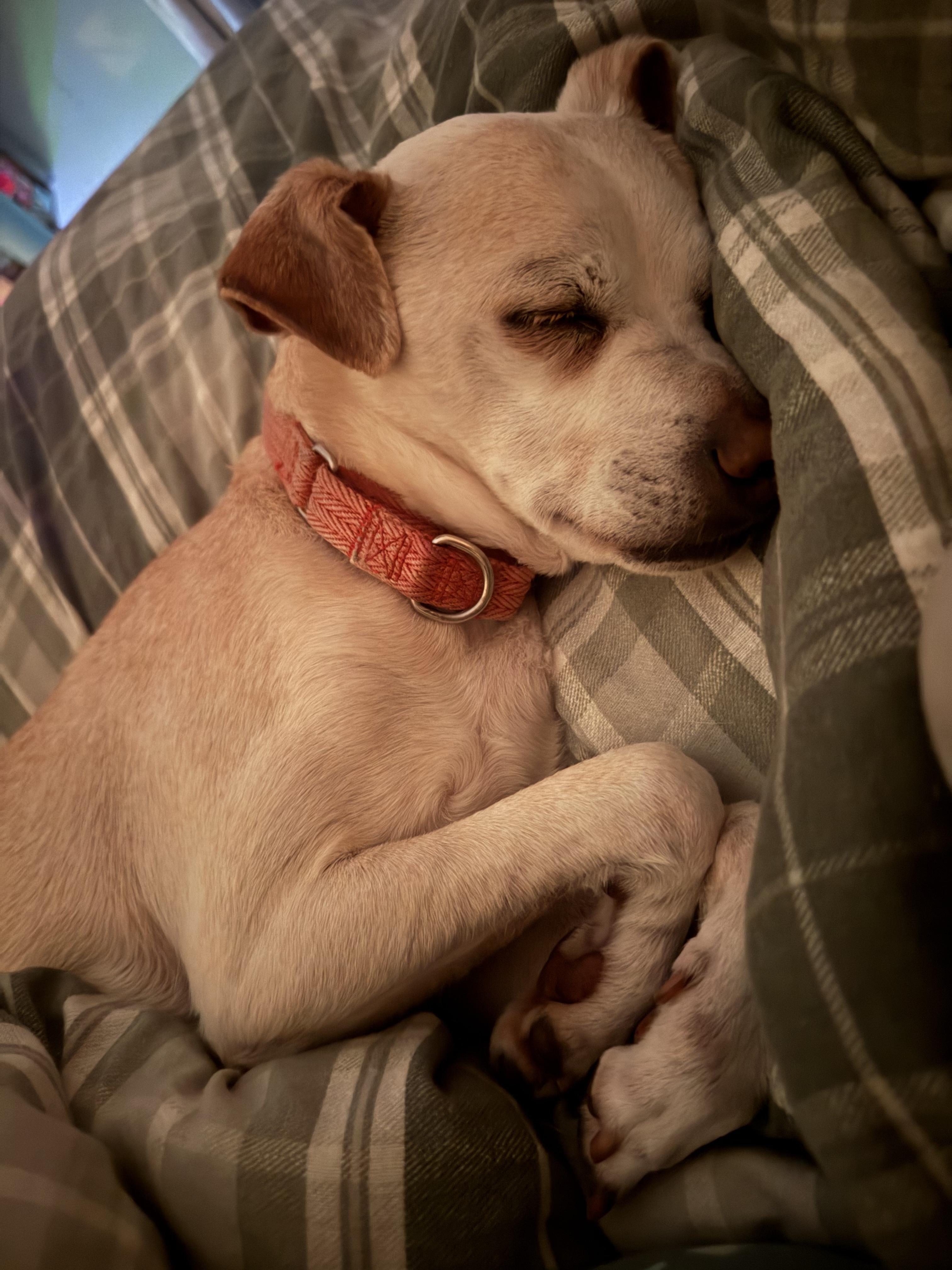 Bo , a ADOPTABLE mixed breed in Chesapeake Beach, MD image 4/6
