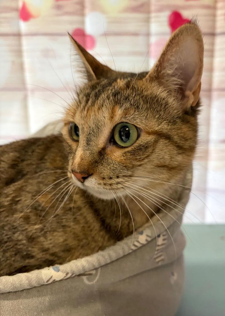 Enlarge Dina - Sponsored by Michael Price, a Adoptable mixed breed in Newberg, OR image 1/4