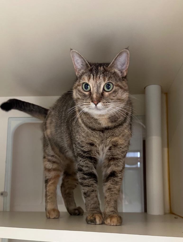 Enlarge Dina - Sponsored by Michael Price, a Adoptable mixed breed in Newberg, OR image 2/6