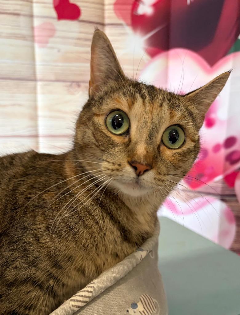 Enlarge Dina - Sponsored by Michael Price, a Adoptable mixed breed in Newberg, OR image 2/4