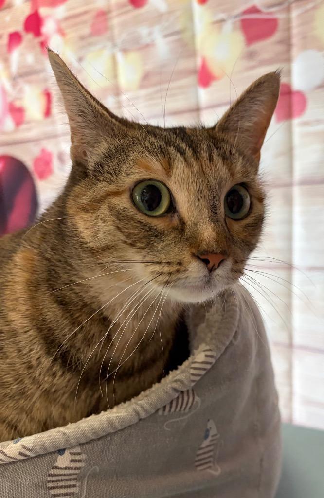 Enlarge Dina - Sponsored by Michael Price, a Adoptable mixed breed in Newberg, OR image 3/4