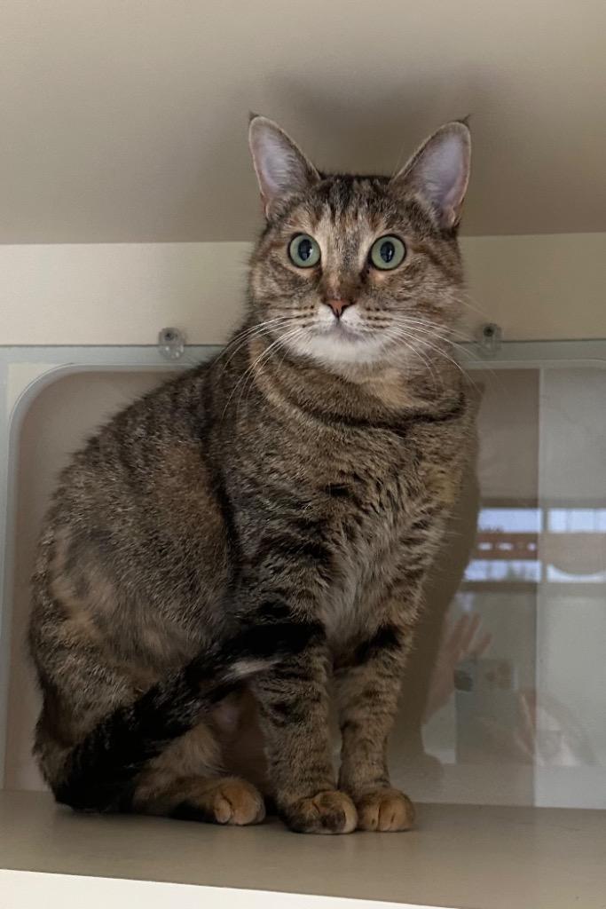 Enlarge Dina - Sponsored by Michael Price, a Adoptable mixed breed in Newberg, OR image 5/6