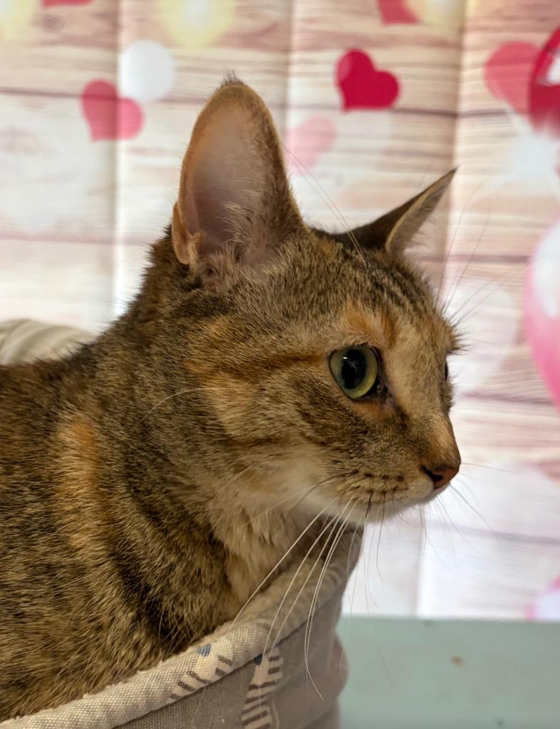 Enlarge Dina - Sponsored by Michael Price, a Adoptable mixed breed in Newberg, OR image 4/4