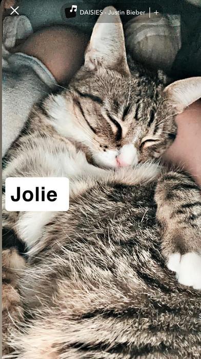 Enlarge Jolie, a Adoptable mixed breed in Fort Worth, TX image 3/5