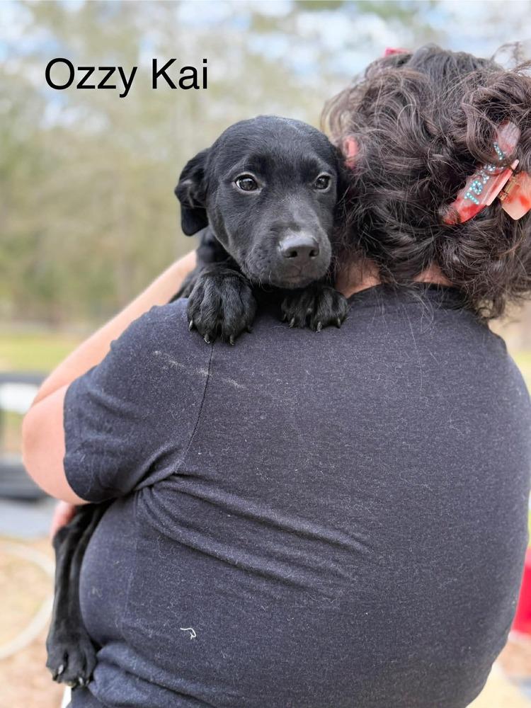 Enlarge Ozzy Kai (AVAILABLE 1/26), a Adoptable mixed breed in Leverett, MA image 1/1