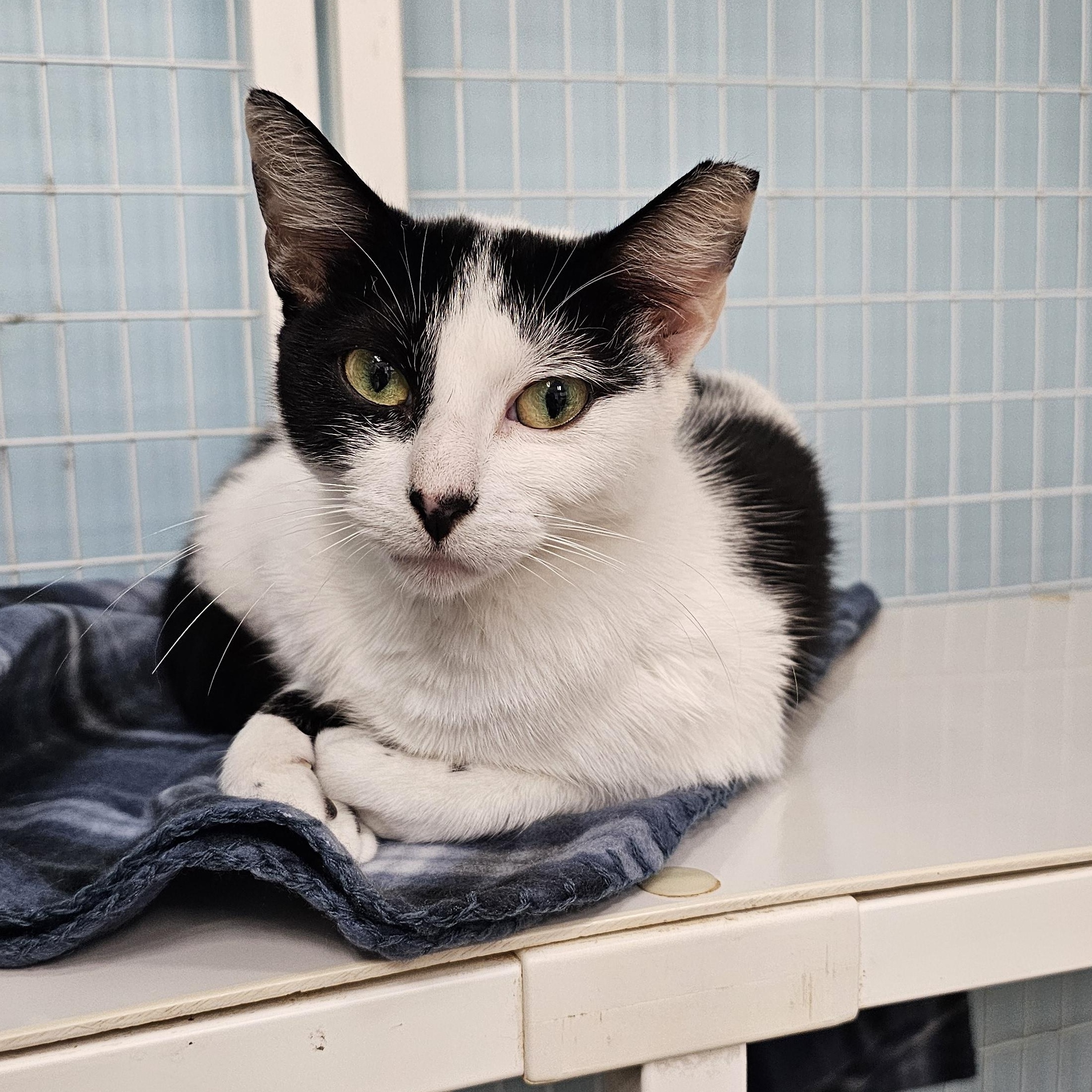 Enlarge Piper, a Adoptable Domestic Short Hair in Margate, FL image 1/1