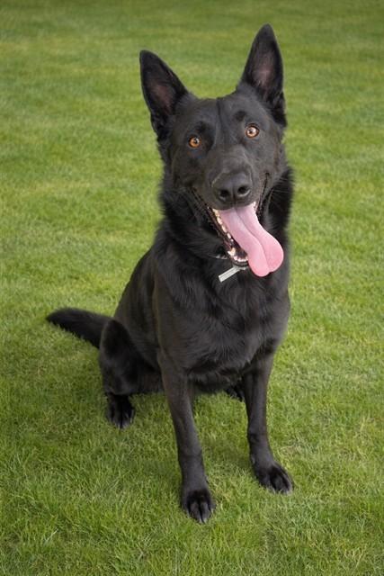 APACHE, Adoptable, Young Male German Shepherd Dog.