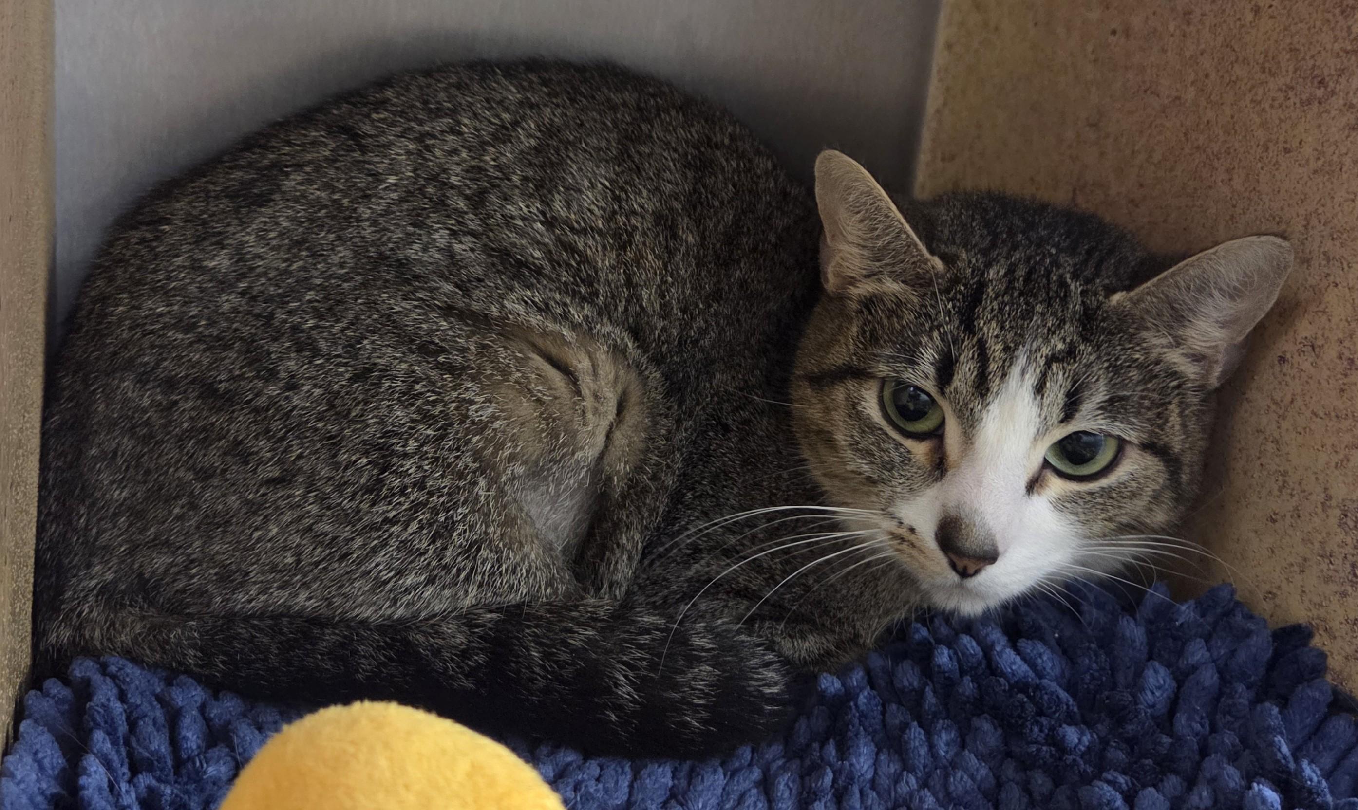Enlarge Luna, a Adopted mixed breed in Millville, UT image 2/2