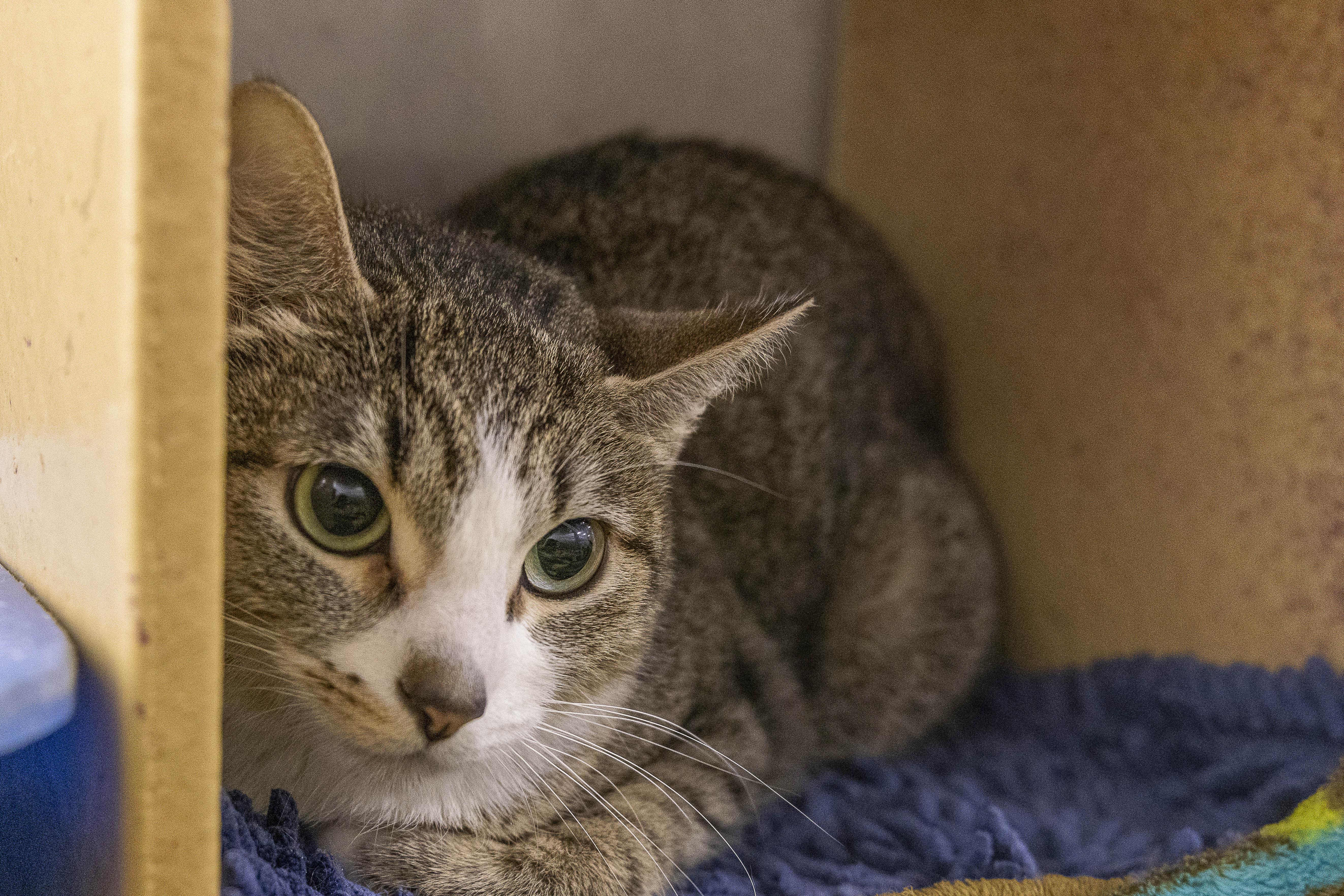 Luna, Adopted, Adult Female Tabby.