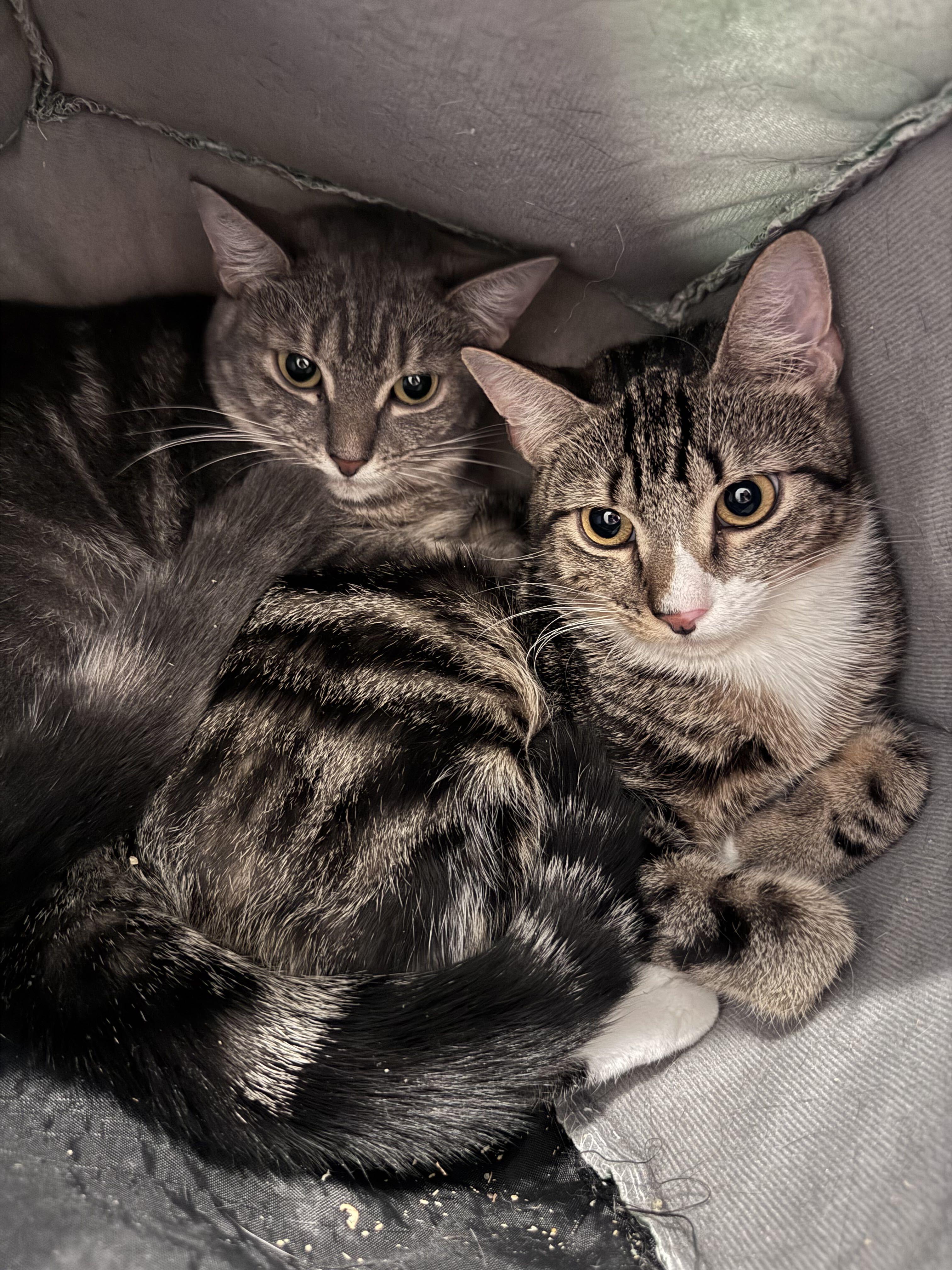 Scone and Crumpet, Adoptable, Kitten Female Domestic Short Hair.