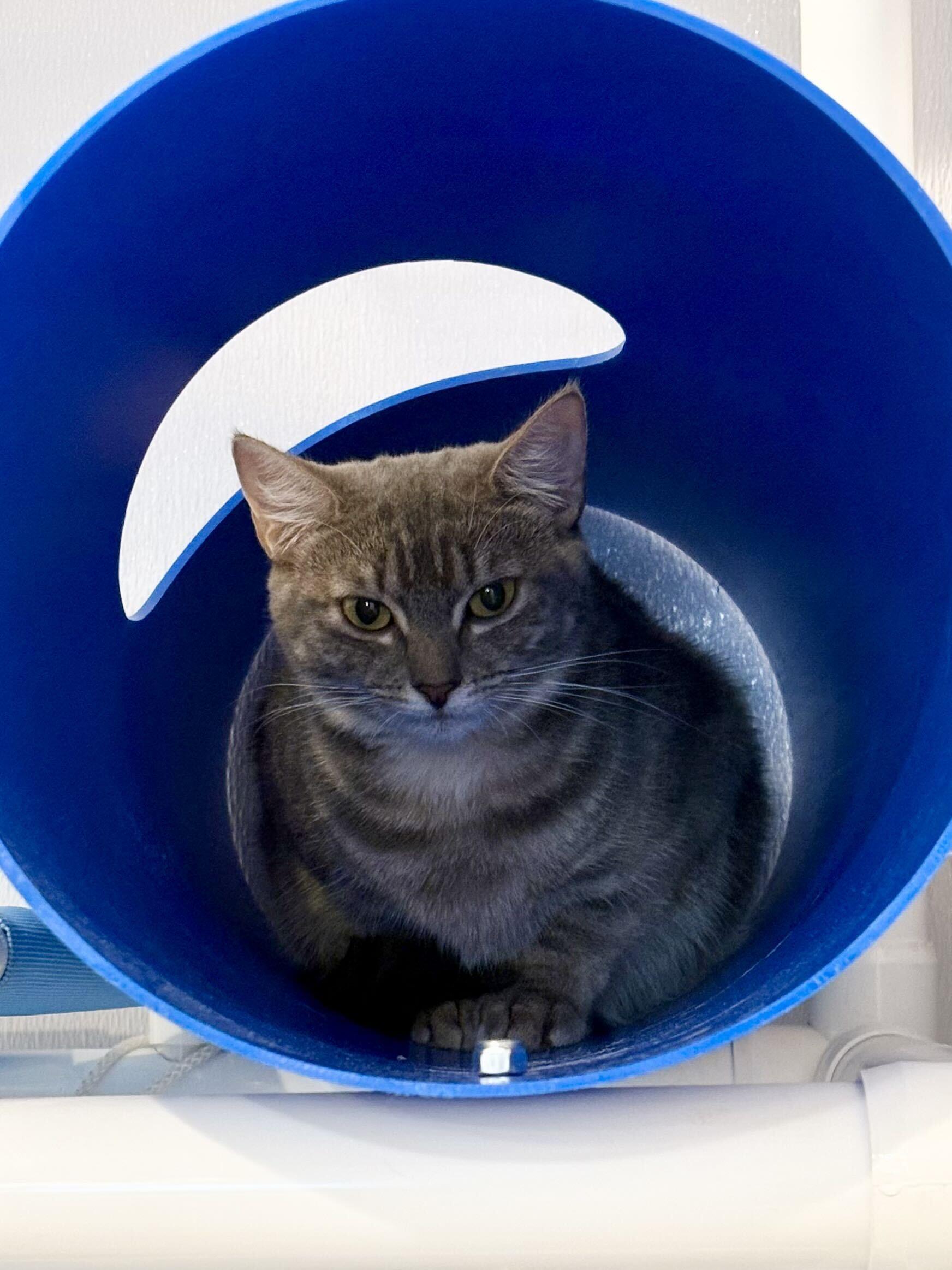 Enlarge Scone and Crumpet, a Adoptable Domestic Short Hair in Waltham, MA image 2/3