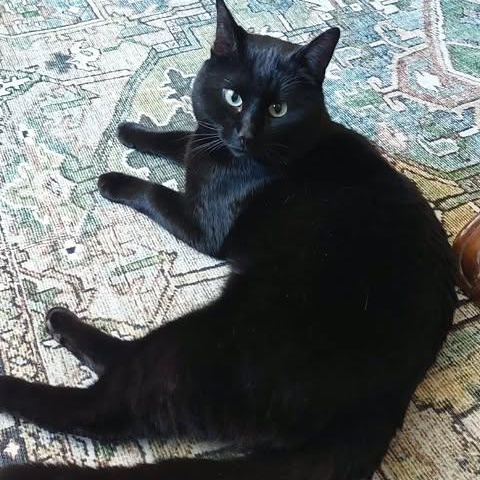 Enlarge SCOOBY DOO, a Adoptable Domestic Short Hair in Campbell River, BC image 2/5