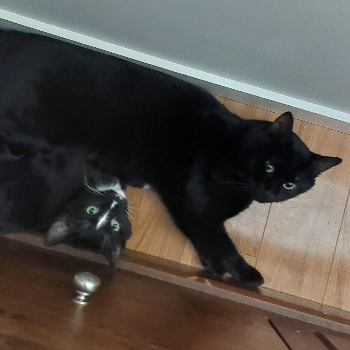 Enlarge SCOOBY DOO, a Adoptable Domestic Short Hair in Campbell River, BC image 3/5