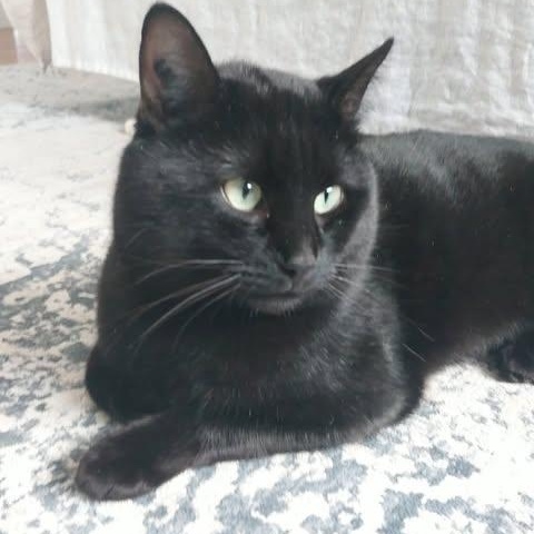 SCOOBY DOO, Adoptable, Adult Male Domestic Short Hair.