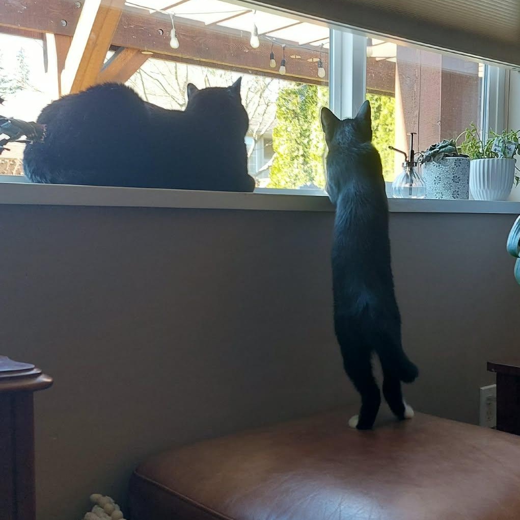 Enlarge SCOOBY DOO, a Adoptable Domestic Short Hair in Campbell River, BC image 4/5