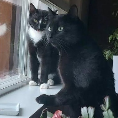 Enlarge SCOOBY DOO, a Adoptable Domestic Short Hair in Campbell River, BC image 5/5