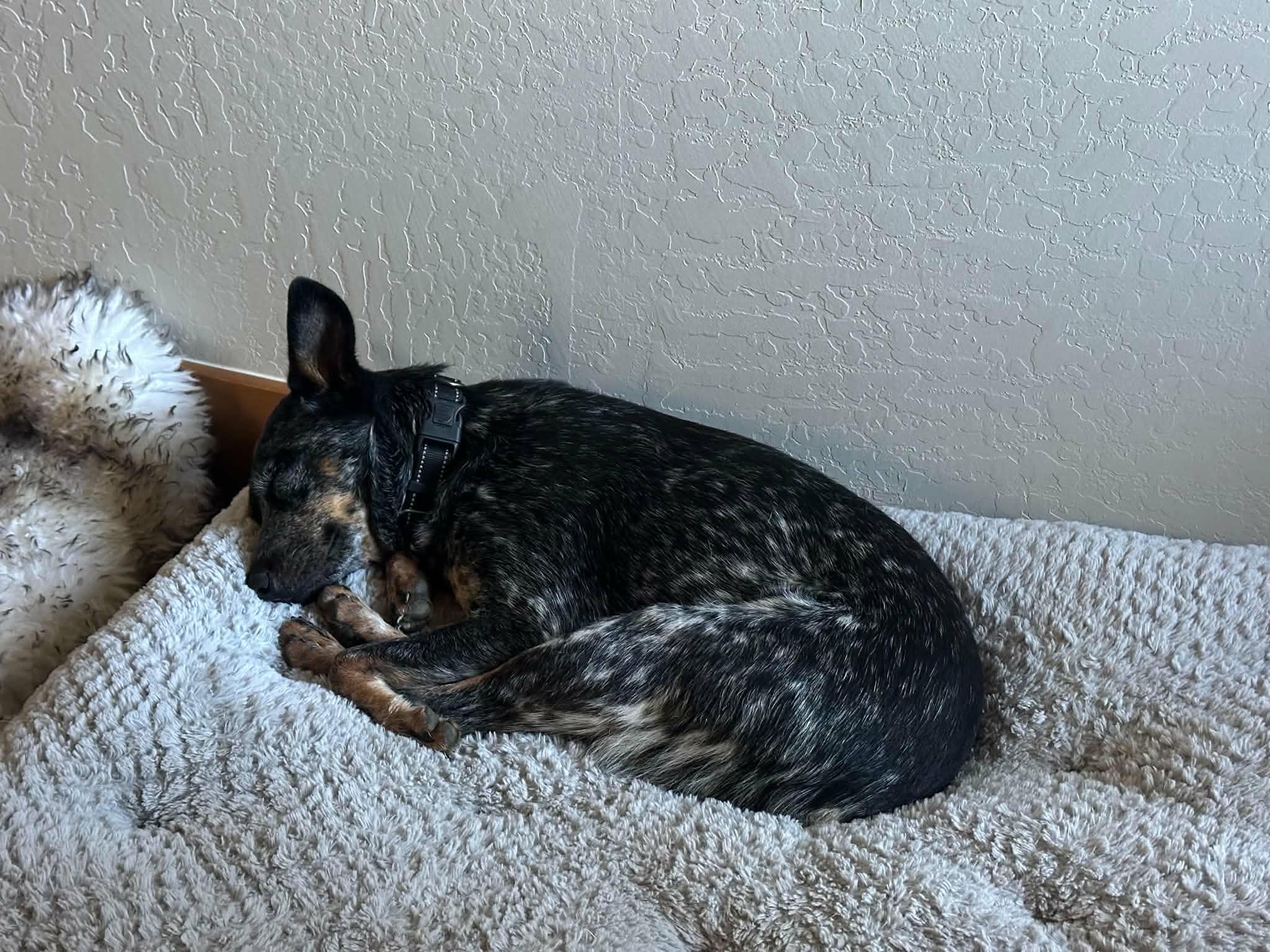 Enlarge Elsa, a ADOPTABLE Australian Cattle Dog / Blue Heeler in Angel Fire, NM image 4/4