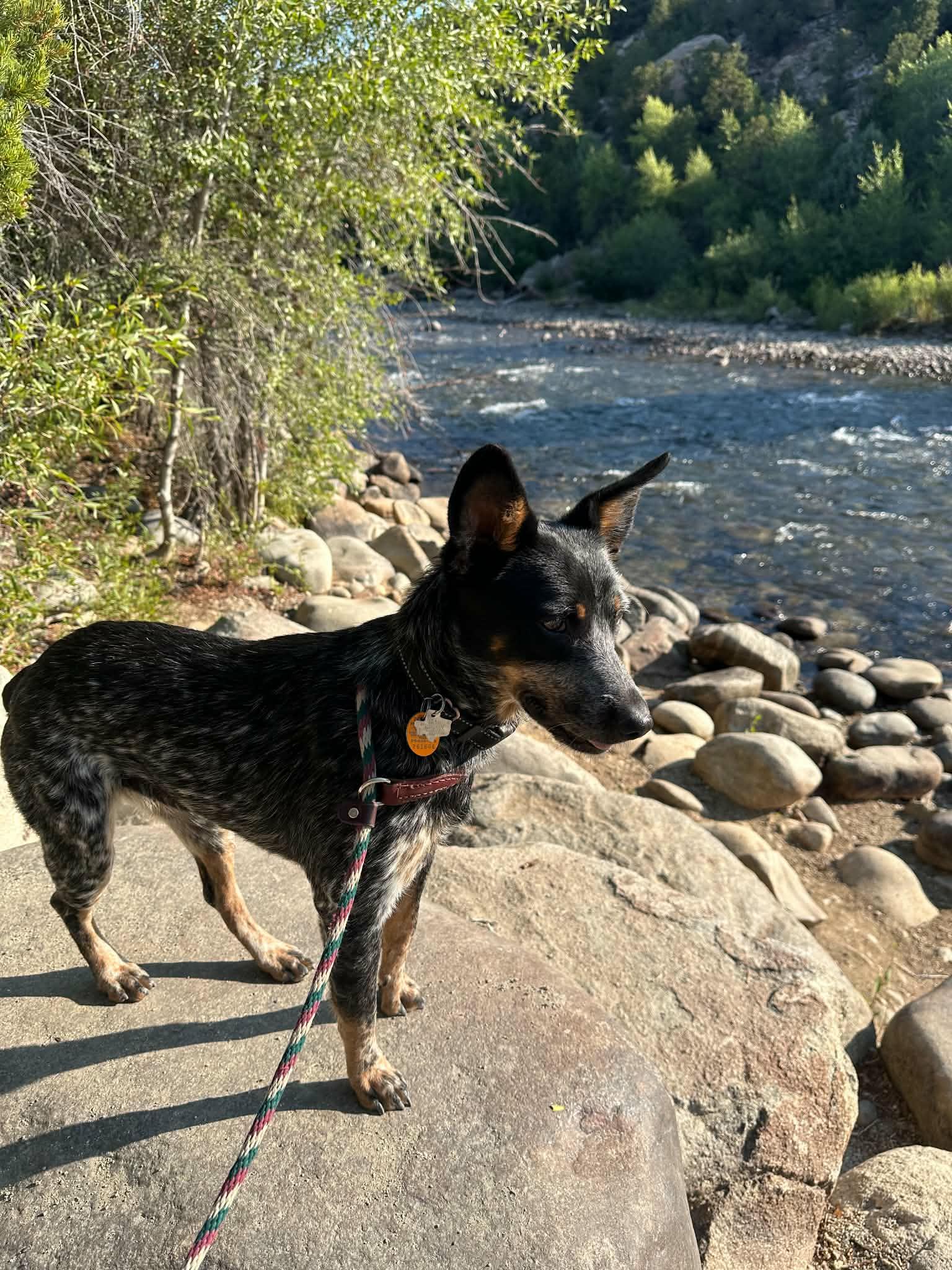 Elsa, ADOPTABLE, Young Female Australian Cattle Dog / Blue Heeler.