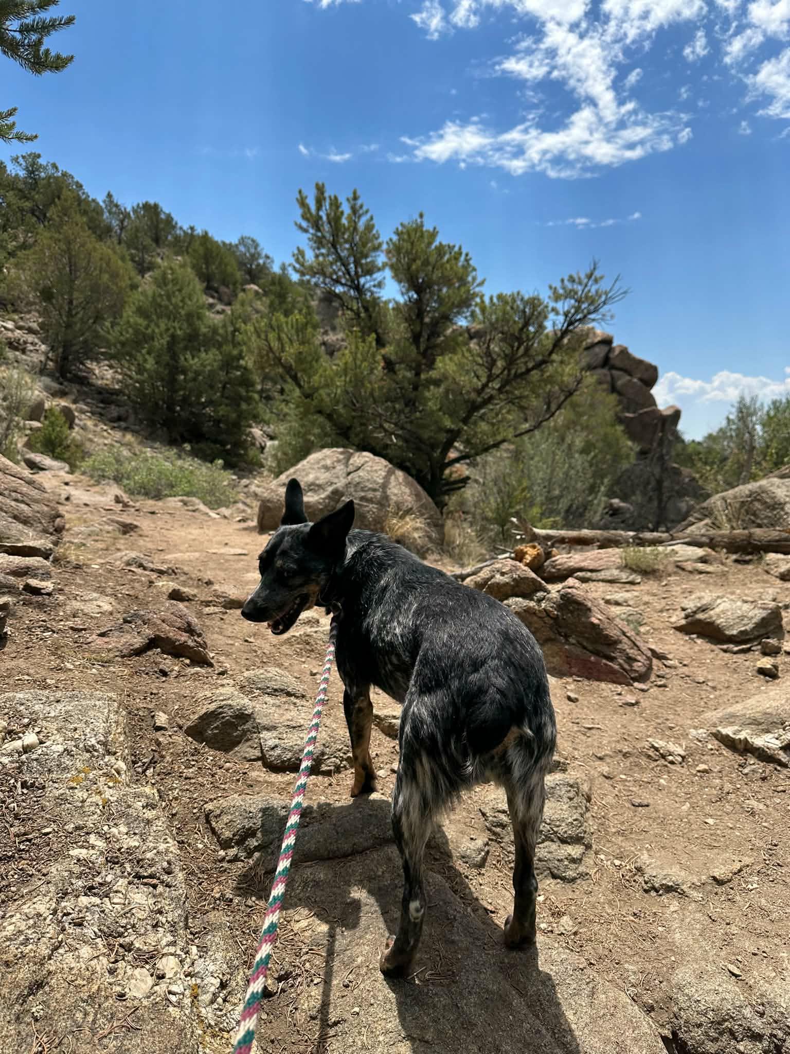 Enlarge Elsa, a ADOPTABLE Australian Cattle Dog / Blue Heeler in Angel Fire, NM image 3/4