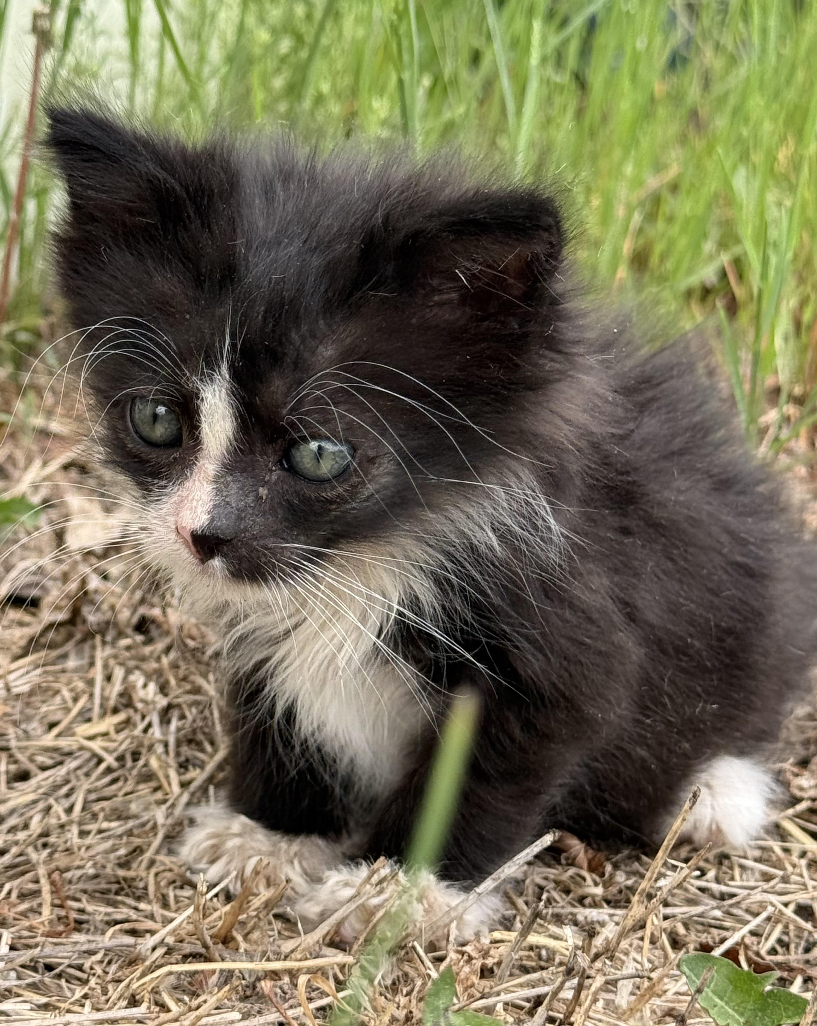 Gus, Young Male Domestic Short Hair