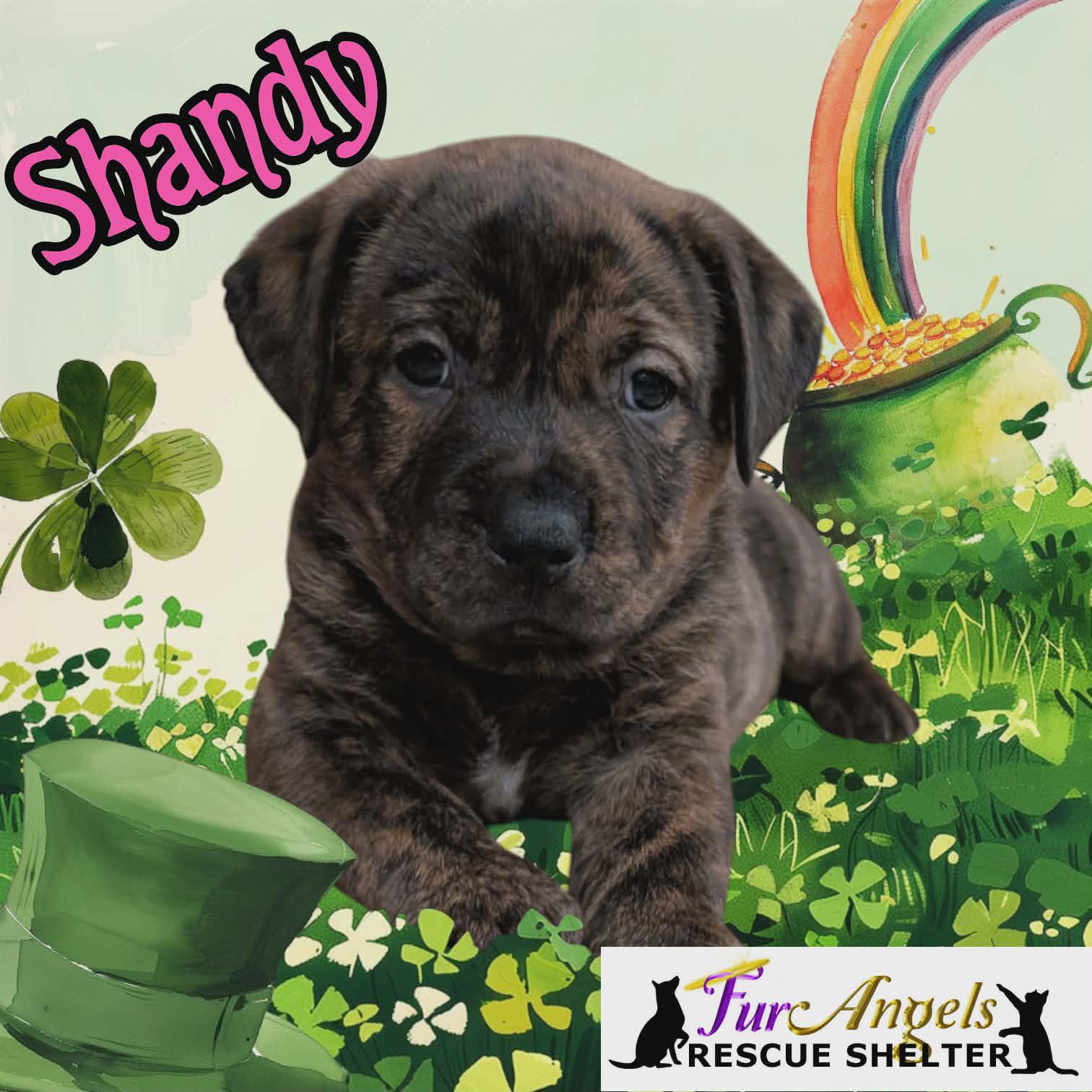 Enlarge Shandy - ADOPTION PENDING, an adopted mixed breed in Toledo, OH image 2/3