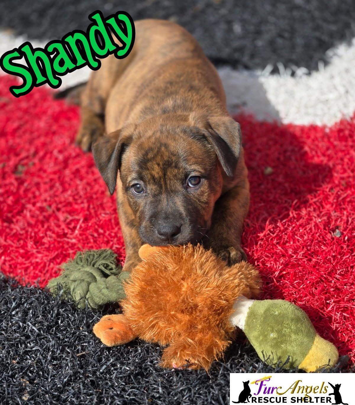 Enlarge Shandy - ADOPTION PENDING, an adopted mixed breed in Toledo, OH image 1/3