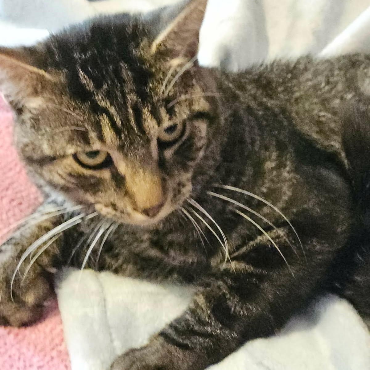 Enlarge Zachary (m) 1yrs old tabby brown, a ADOPTABLE Domestic Short Hair in Ottawa, ON image 4/5