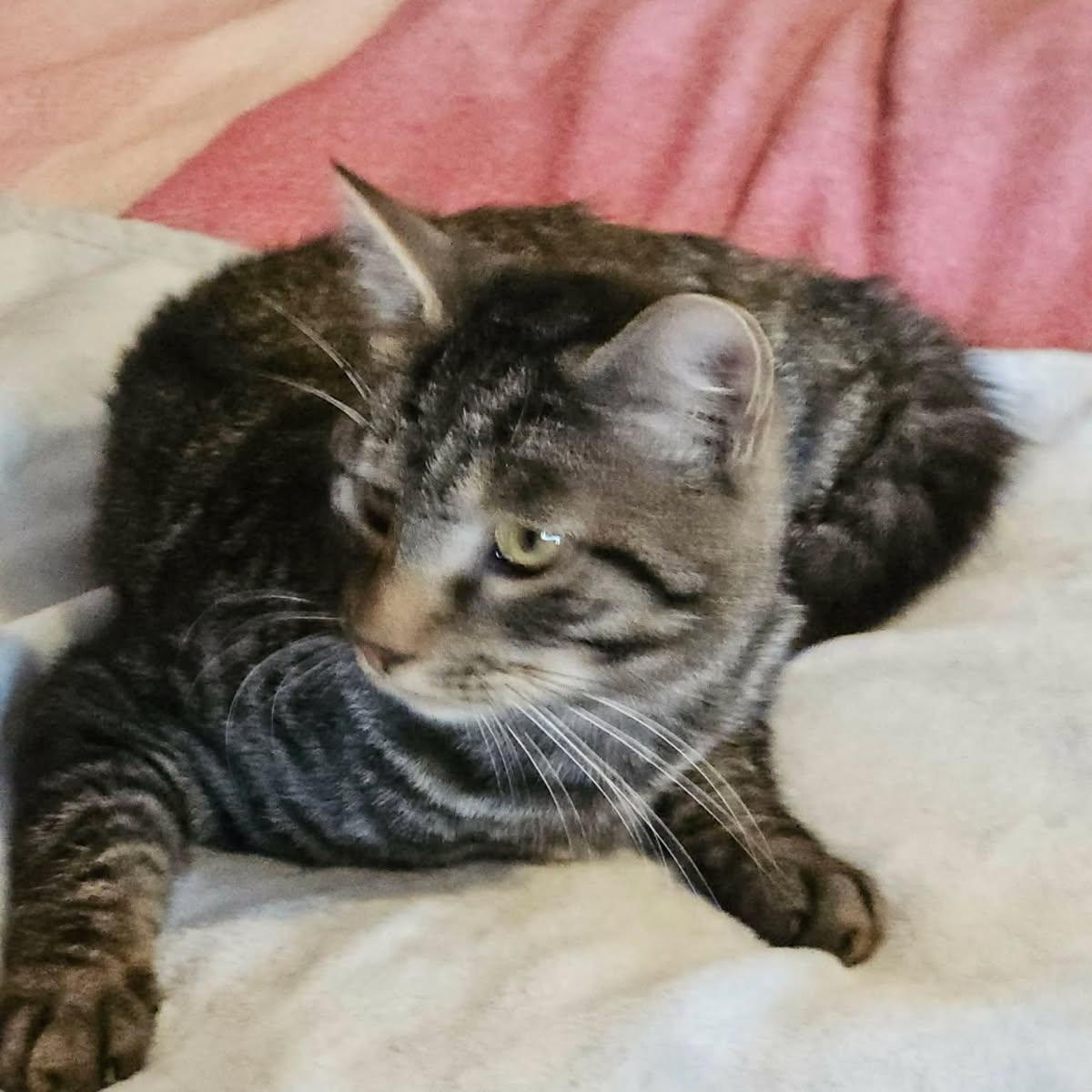 Enlarge Zachary (m) 1yrs old tabby brown, a ADOPTABLE Domestic Short Hair in Ottawa, ON image 3/5